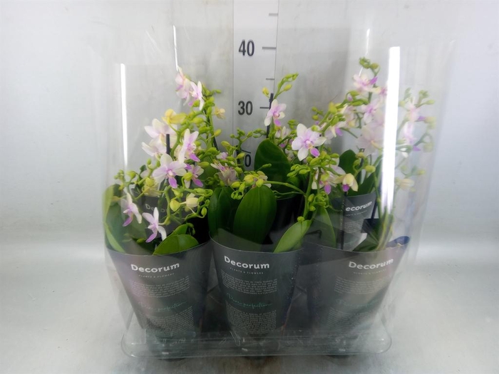<h4>Phalaenopsis multi.   ...</h4>