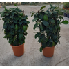 Citrus hystrix