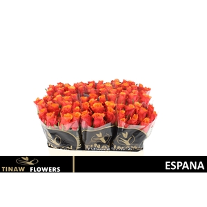R Gr Espana@