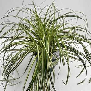 Carex 'Moon Falls' P17 (2ltr)