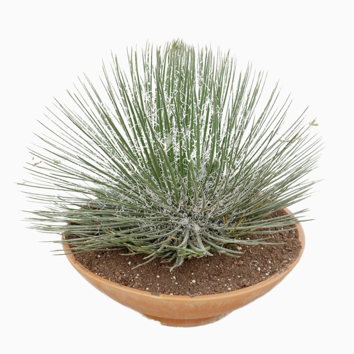 Agave overig Macroacantha