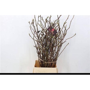 T Magnolia Grandiflora 140cm