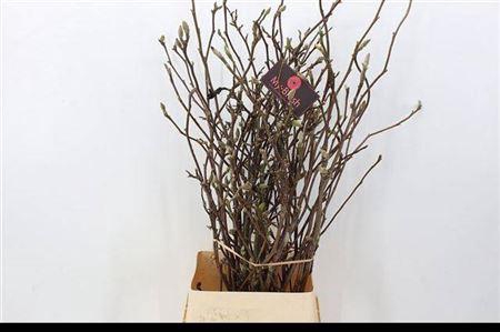 <h4>T Magnolia Grandiflora 140cm</h4>
