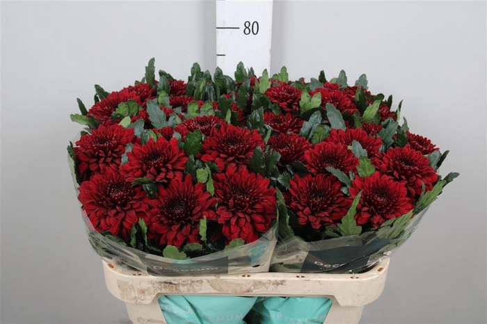 <h4>Chr G Pip Red</h4>