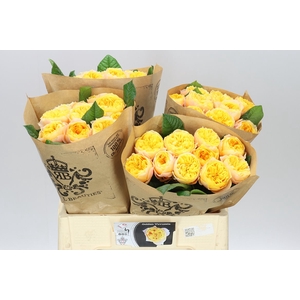 Rosa Gr Gar Golden Vuvuzela