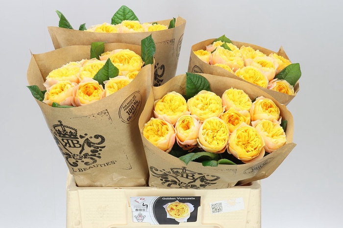<h4>Rosa Gr Gar Golden Vuvuzela</h4>