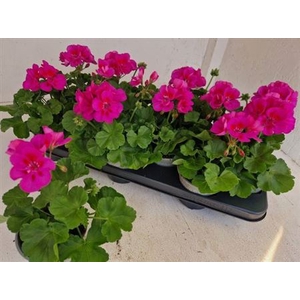 PEL CALLIOP LAV SPLA stock