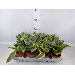 Sansevieria trifa. 'Golden Hahnii'