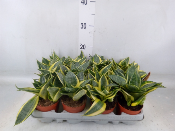 <h4>Sansevieria trifa. 'Golden Hahnii'</h4>