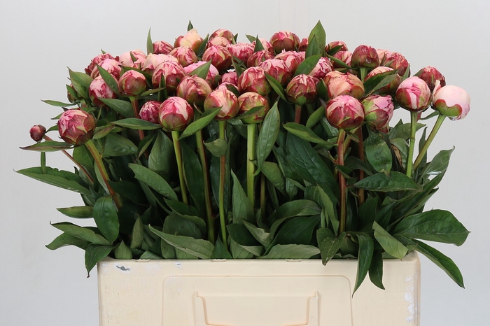 <h4>Paeonia Sarah Bernhardt</h4>