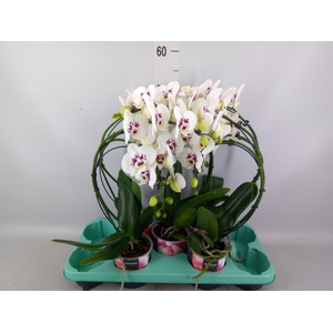 Phalaenopsis   ...