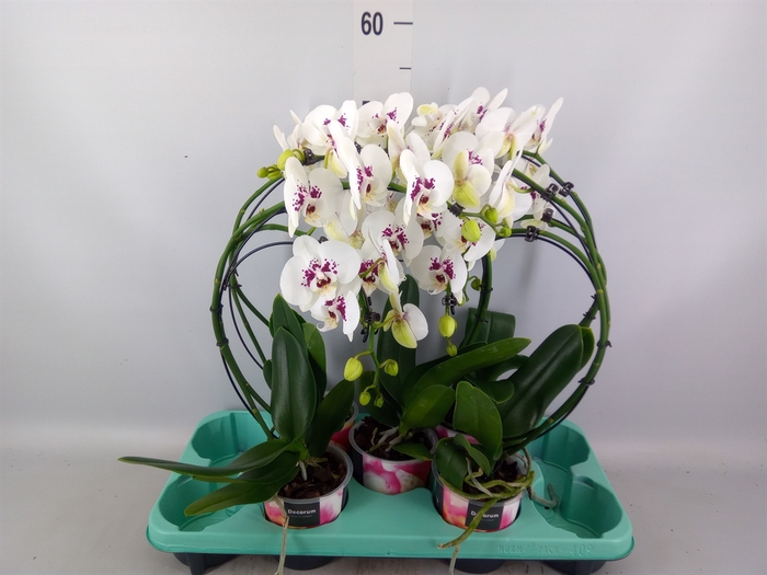<h4>Phalaenopsis   ...</h4>
