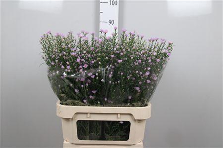 <h4>Ast Claudia</h4>