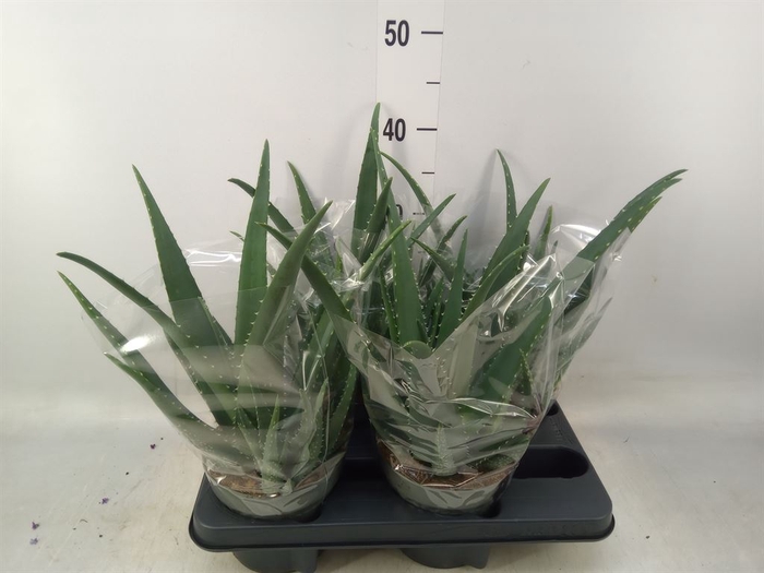 <h4>Aloe vera</h4>