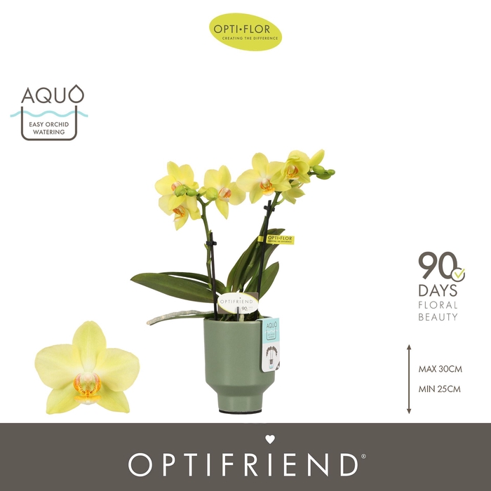 <h4>Optifriend Vayenne 2 spike in Emilia Green Aquo</h4>