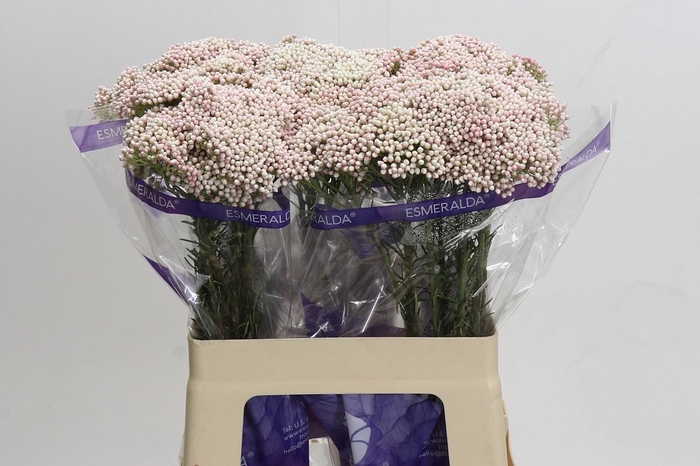 <h4>Ozothamnus Cooks Tall Pink</h4>