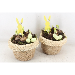 arr4 Narcis JS - Mand bloempot