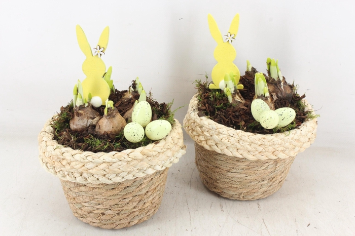 <h4>arr4 Narcis JS - Mand bloempot</h4>