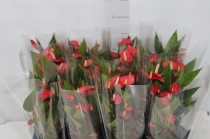 <h4>ANTHURIUM MINI MILLION FLOWERS P09</h4>