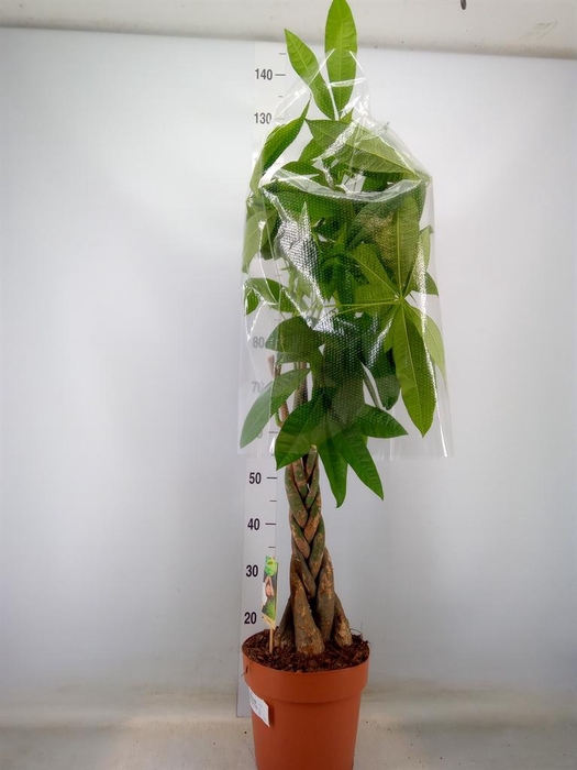 <h4>Pachira aquatica</h4>