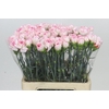 Dianthus St Poirot Bianco
