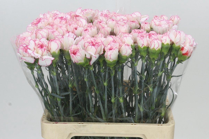 <h4>Dianthus St Poirot Bianco</h4>