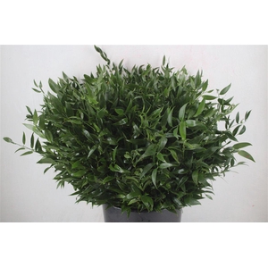 Ruscus Short 300gram P Bunch