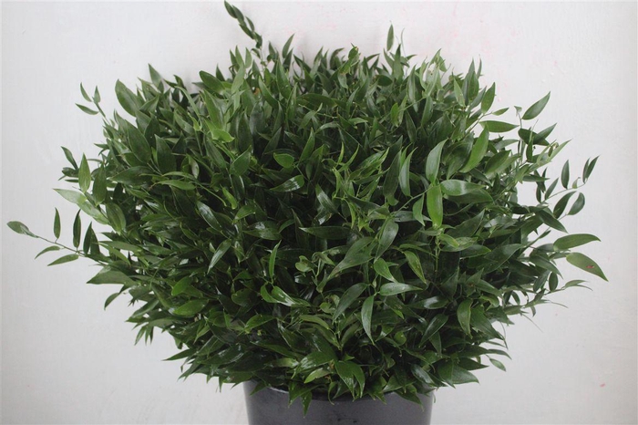 <h4>Ruscus Short 300gram P Bunch</h4>