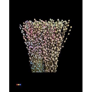 Salix Pussy Willow Rainbow