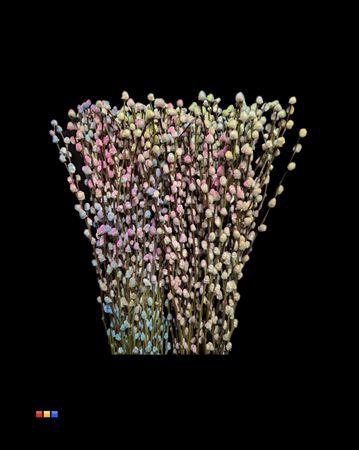 <h4>Salix Pussy Willow Rainbow</h4>