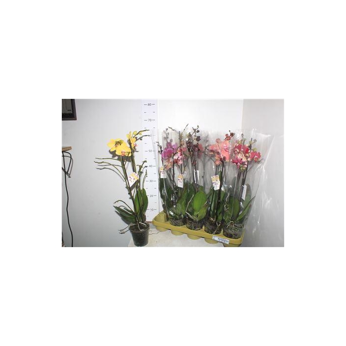<h4>**phal Gem 10 Kl 2 Branches 16 + Winter Promo *</h4>