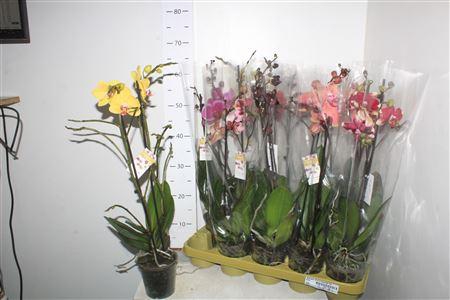 <h4>**phal Gem 10 Kl 2 Branches 16 + Winter Promo *</h4>