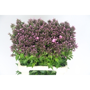 PHLOX P SWEET DANCE
