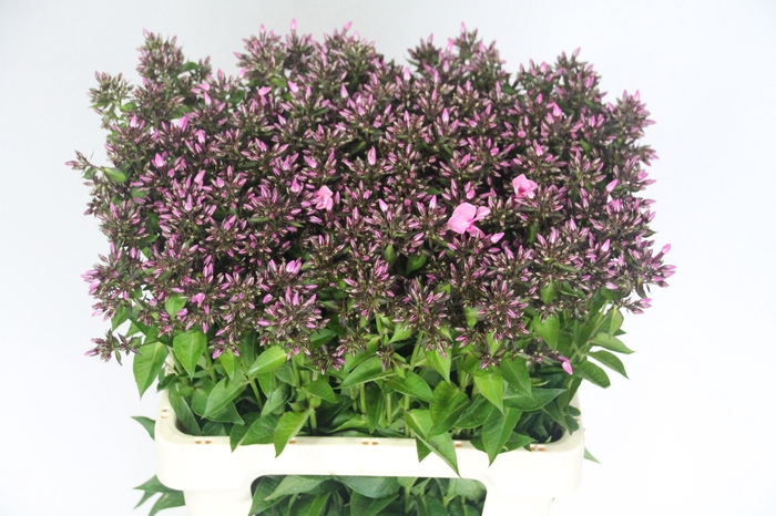 <h4>PHLOX P SWEET DANCE</h4>