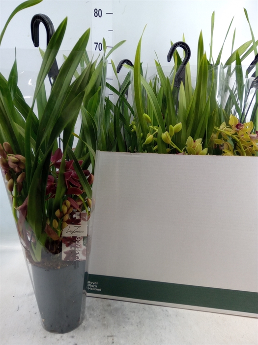 <h4>Cymbidium   ...</h4>