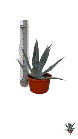 <h4>Agave Green Xxl</h4>