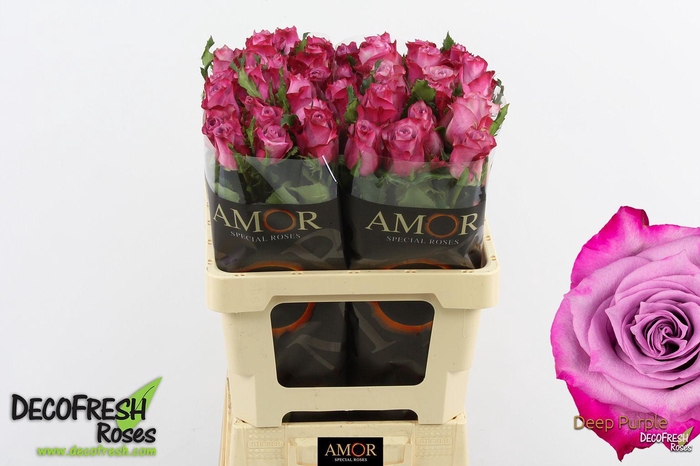 <h4>R Gr Deep Purple</h4>