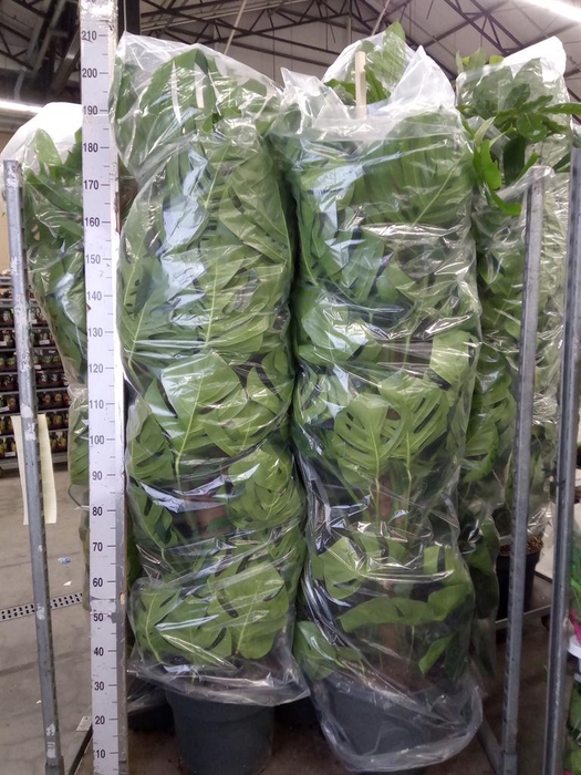 <h4>Monstera pertusum</h4>