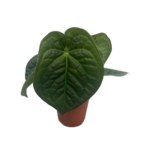 Anthurium Silver x Luxurians