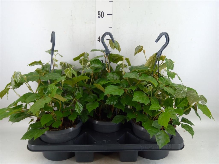 <h4>Cissus rhombifolia</h4>