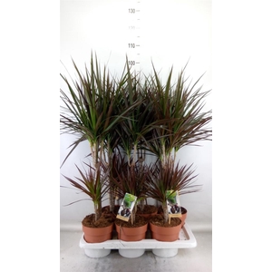 Dracaena marg. 'Magenta'