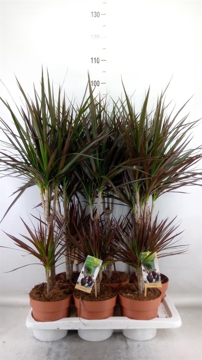 <h4>Dracaena marg. 'Magenta'</h4>