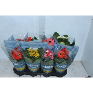GERBERA P14 MIN 4 FLS