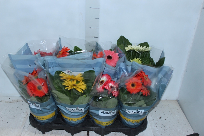 <h4>GERBERA P14 MIN 4 FLS</h4>