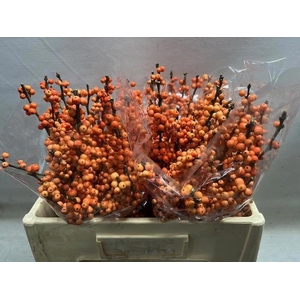 ILEX VE WINTER GOLD