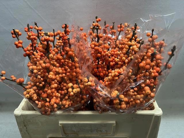 <h4>ILEX VE WINTER GOLD</h4>
