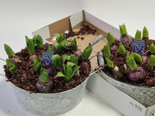 <h4>ARR HYACINTH</h4>