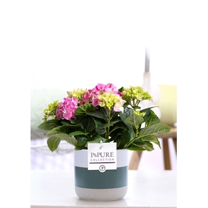 Hydrangea pink in P&PURE Lauren ceramics