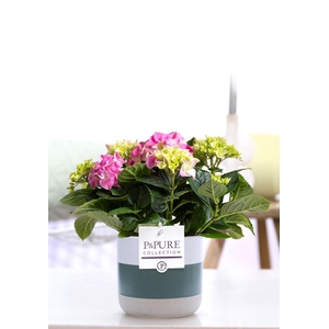Hydrangea pink in P&PURE Lauren ceramics