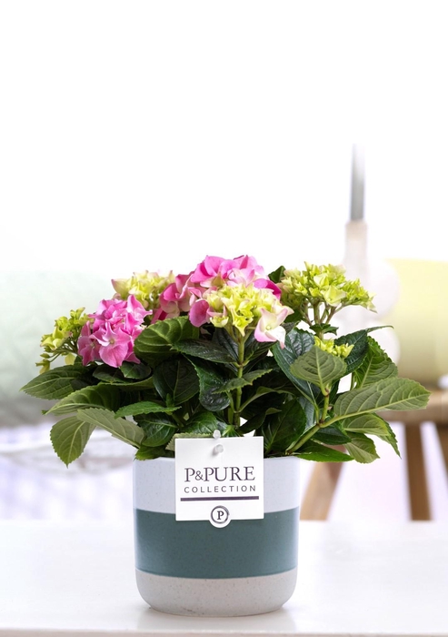 <h4>Hydrangea pink in P&PURE Lauren ceramics</h4>